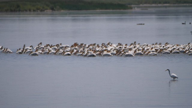 pelikán severoamerický - ML606707871