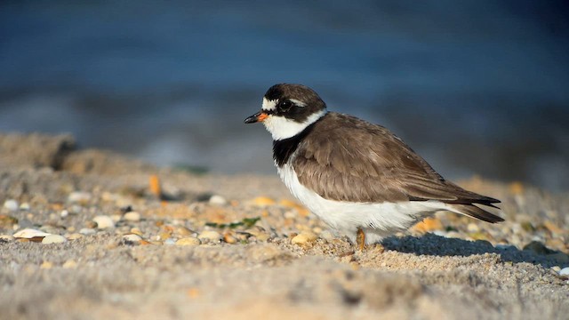 Semipalmated Plover - ML606714971
