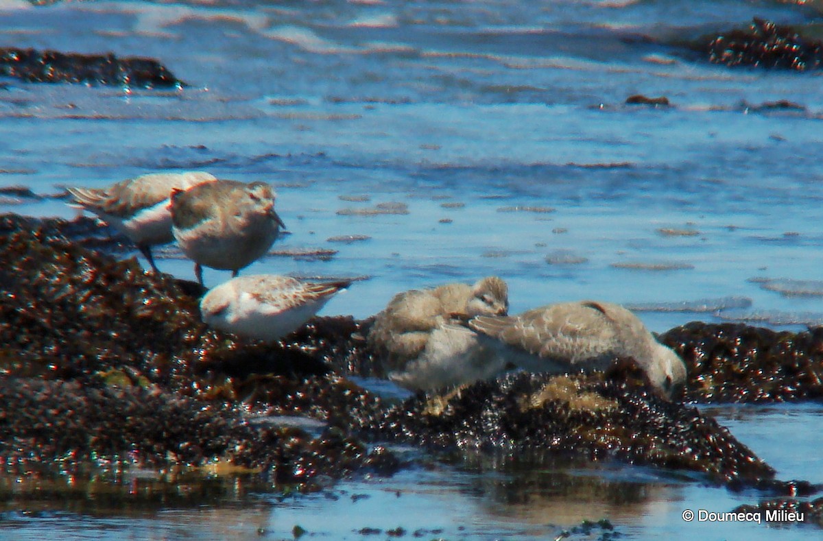 Red Knot - ML60671611