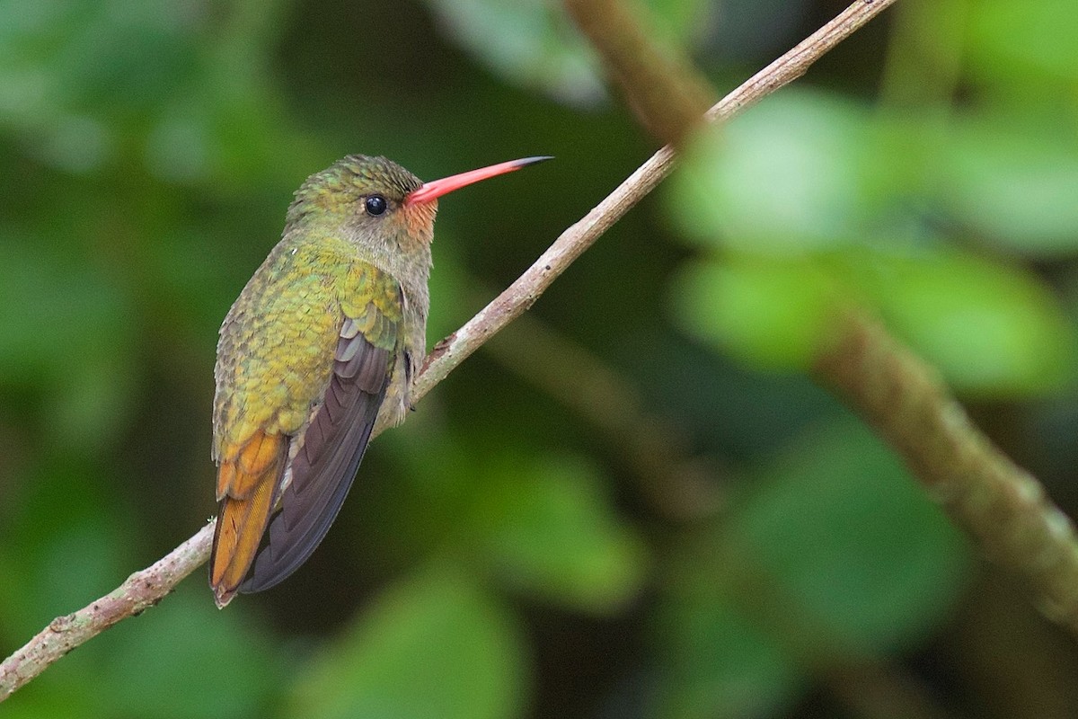 Gilded Hummingbird - Luiz Matos