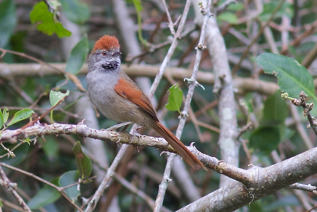 Sooty-fronted Spinetail - ML60672581