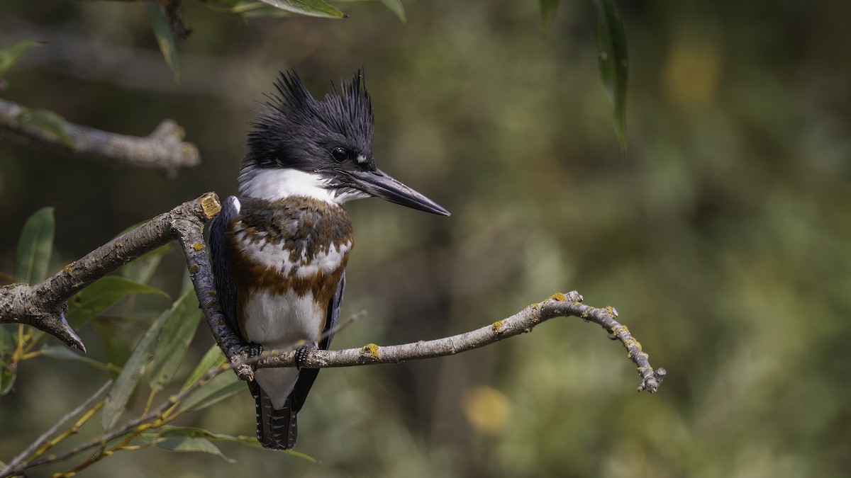 Belted Kingfisher - ML606726391