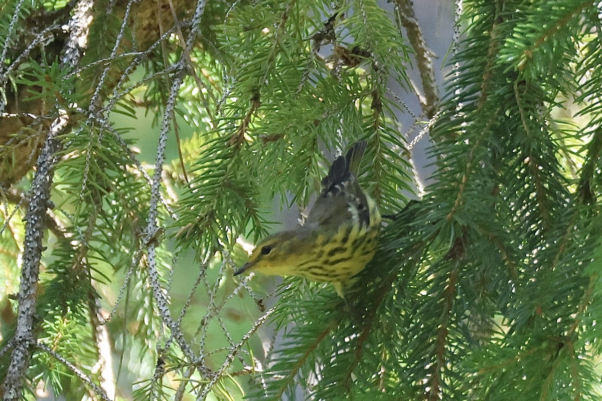 Cape May Warbler - ML606727411