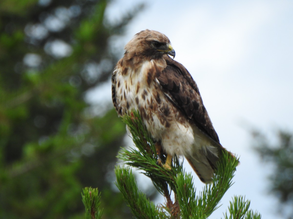 Red-tailed Hawk - Crystal  Wilson