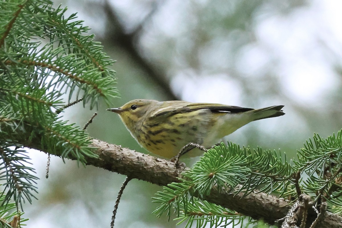 Cape May Warbler - ML606728641