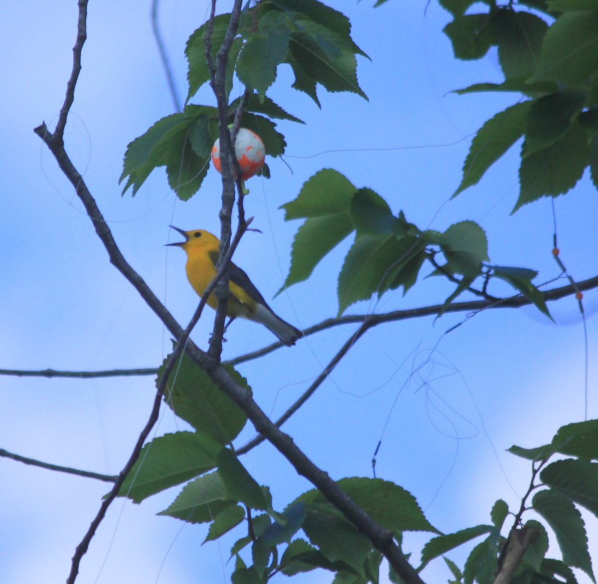 Prothonotary Warbler - ML60672871