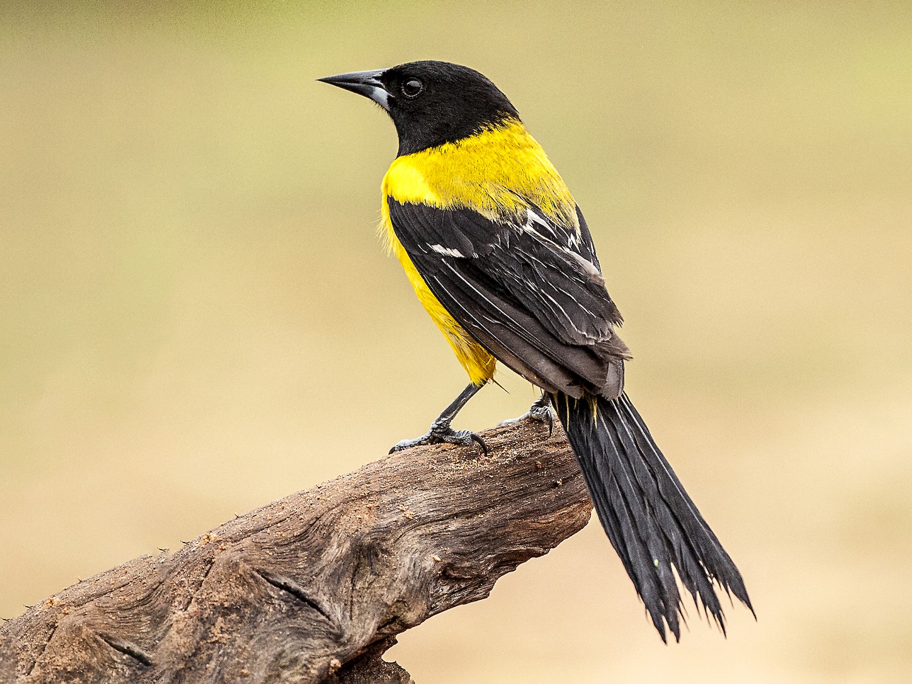 Audubon's Oriole eBird