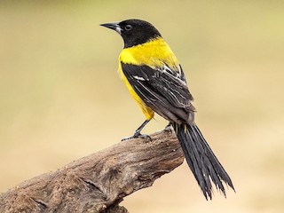 Adult (Audubon's) - Cliff Peterson - ML606730111