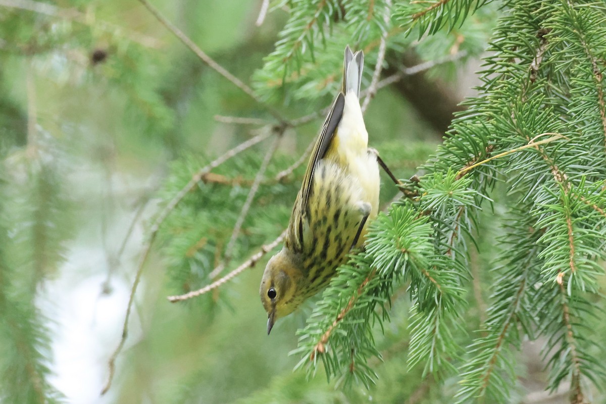Cape May Warbler - ML606730241