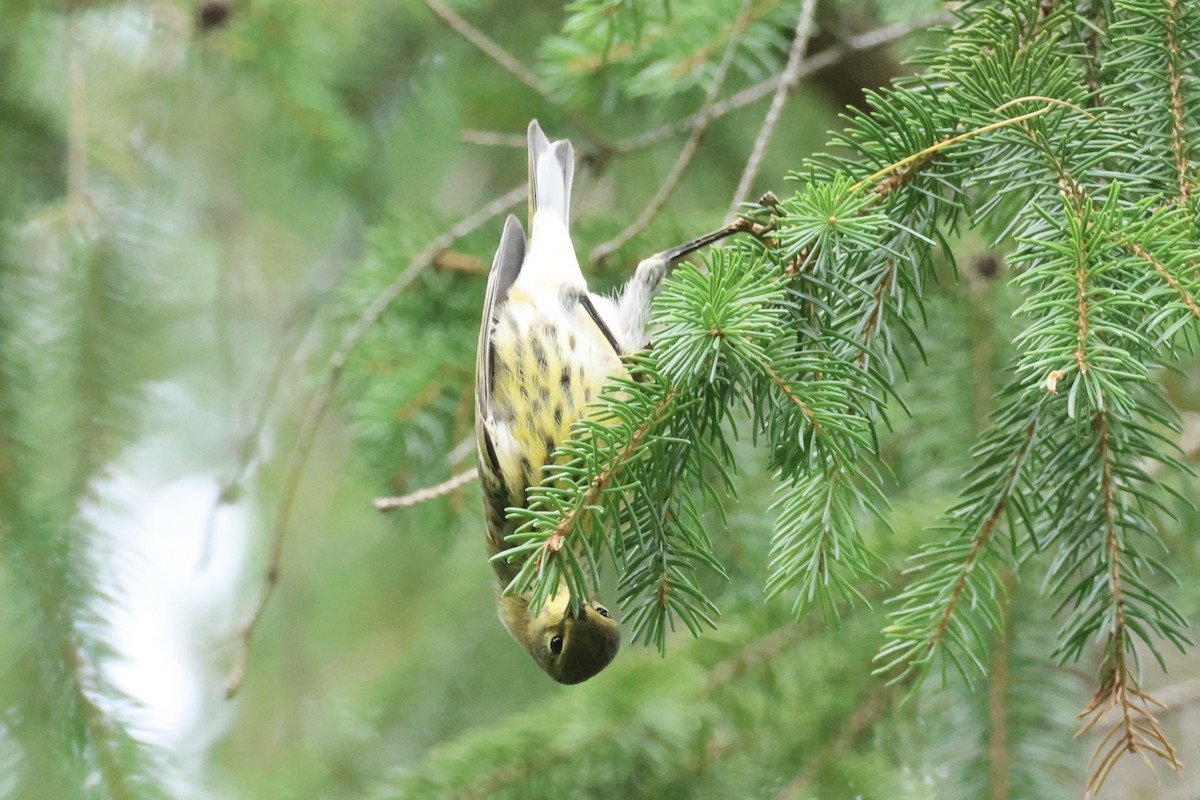 Cape May Warbler - ML606730261