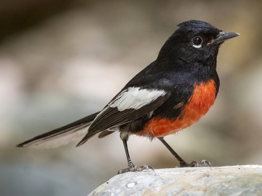 Painted Redstart