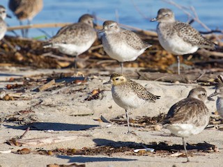 Nonbreeding adult (with Black-bellied Plover) - Mike Wittmer - ML606731321