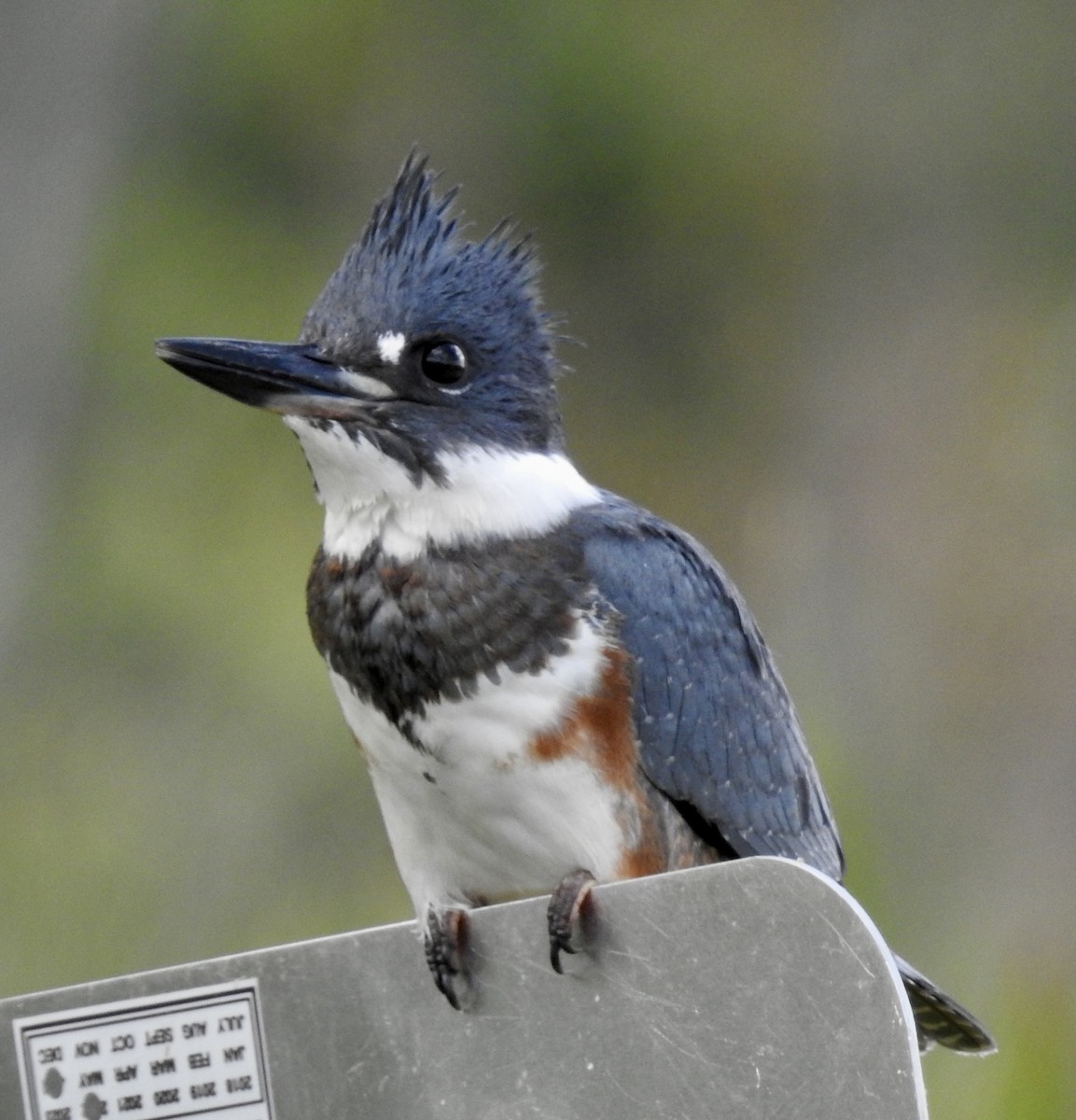 Belted Kingfisher - ML606731461