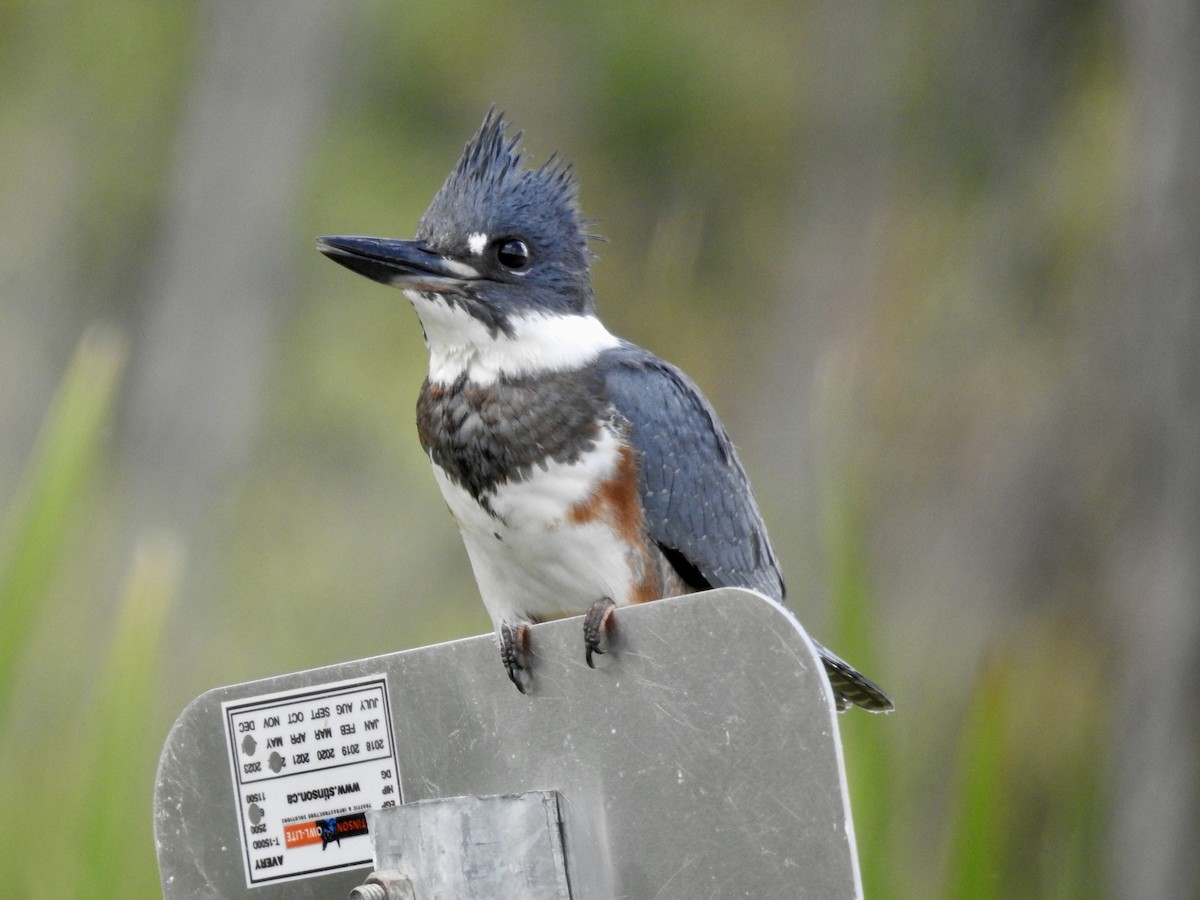 Belted Kingfisher - ML606731481
