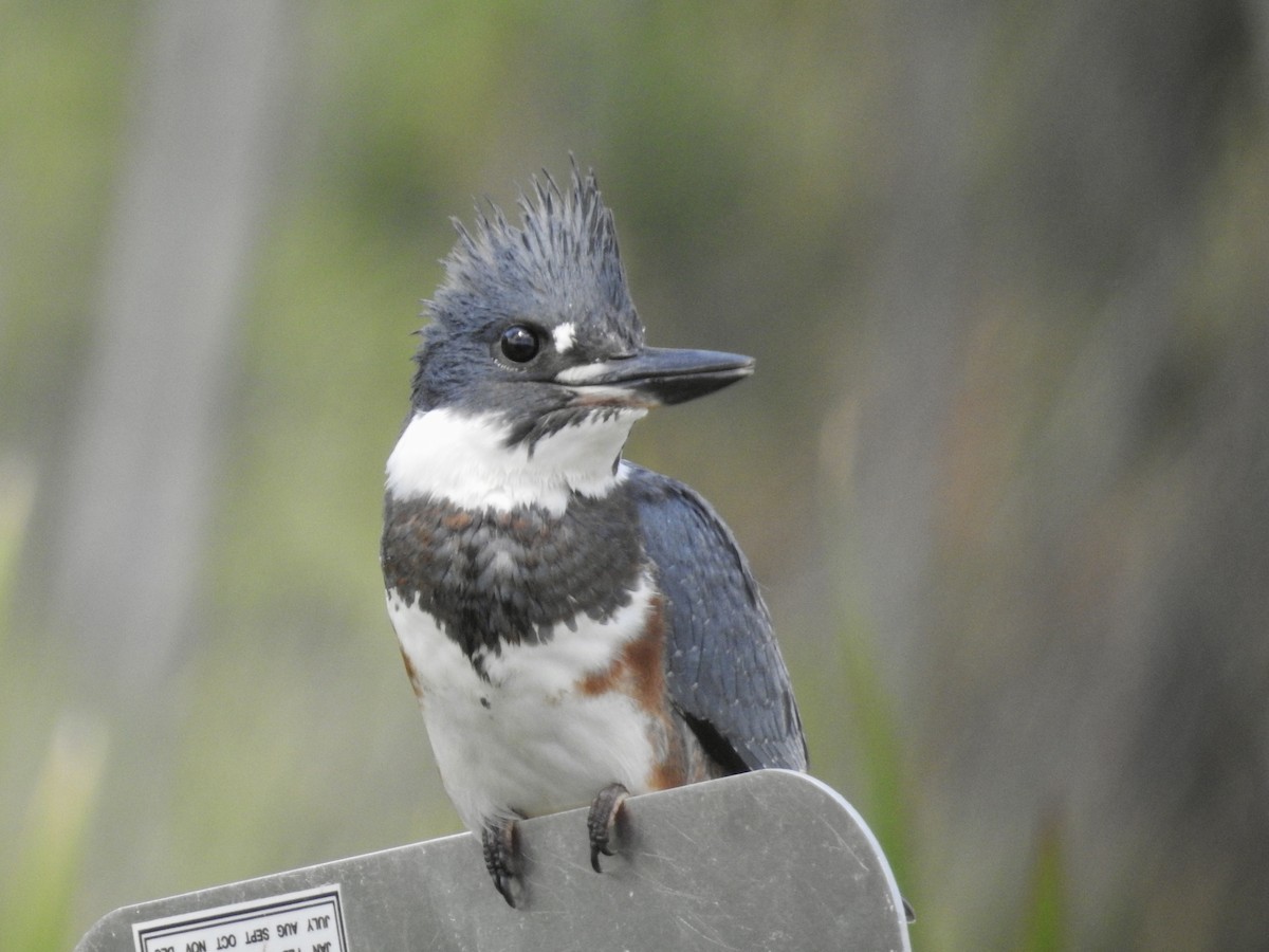 Belted Kingfisher - ML606731491