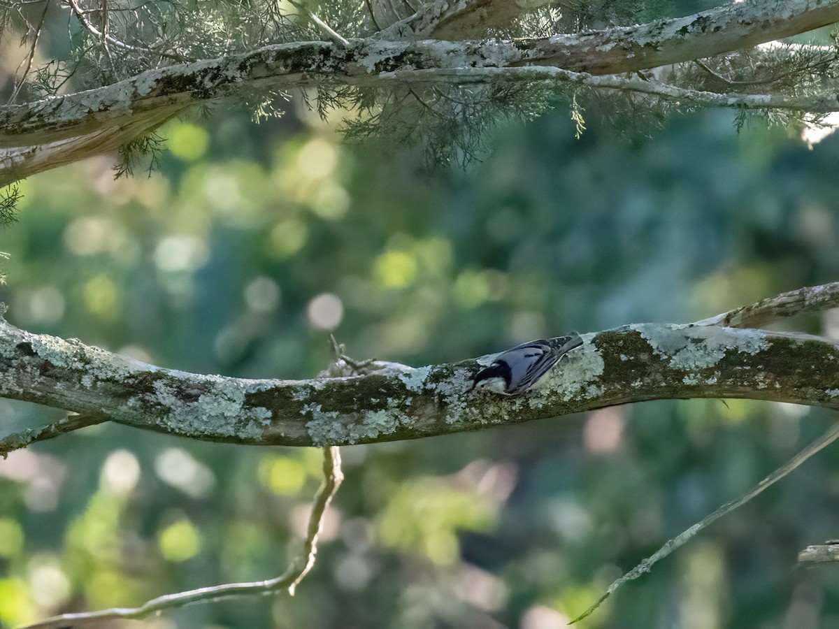 White-breasted Nuthatch - ML606732301