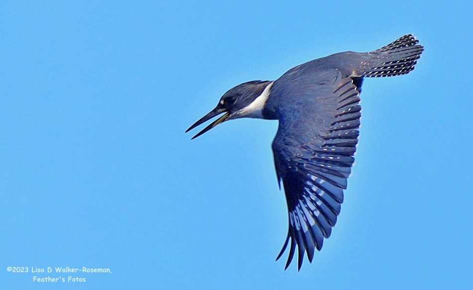 Belted Kingfisher - ML606732791
