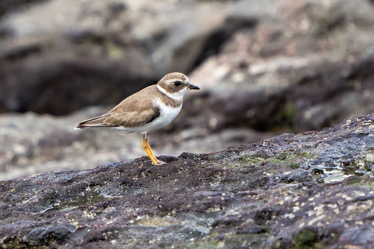 Semipalmated Plover - ML606733991