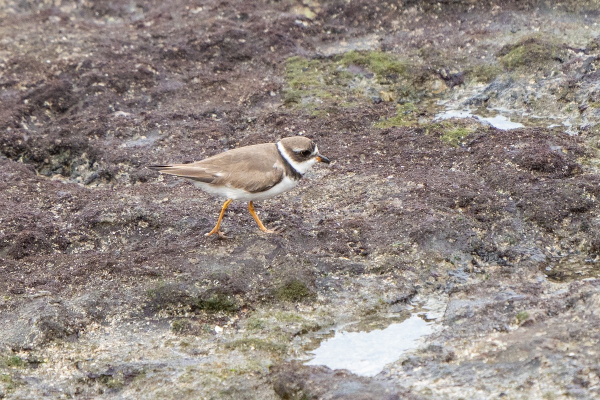 Semipalmated Plover - ML606734001