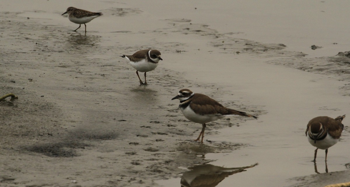 Semipalmated Plover - ML606737221