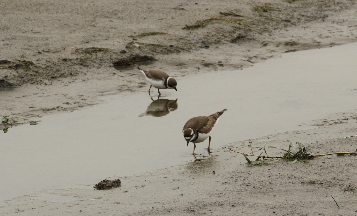 Semipalmated Plover - ML606737241