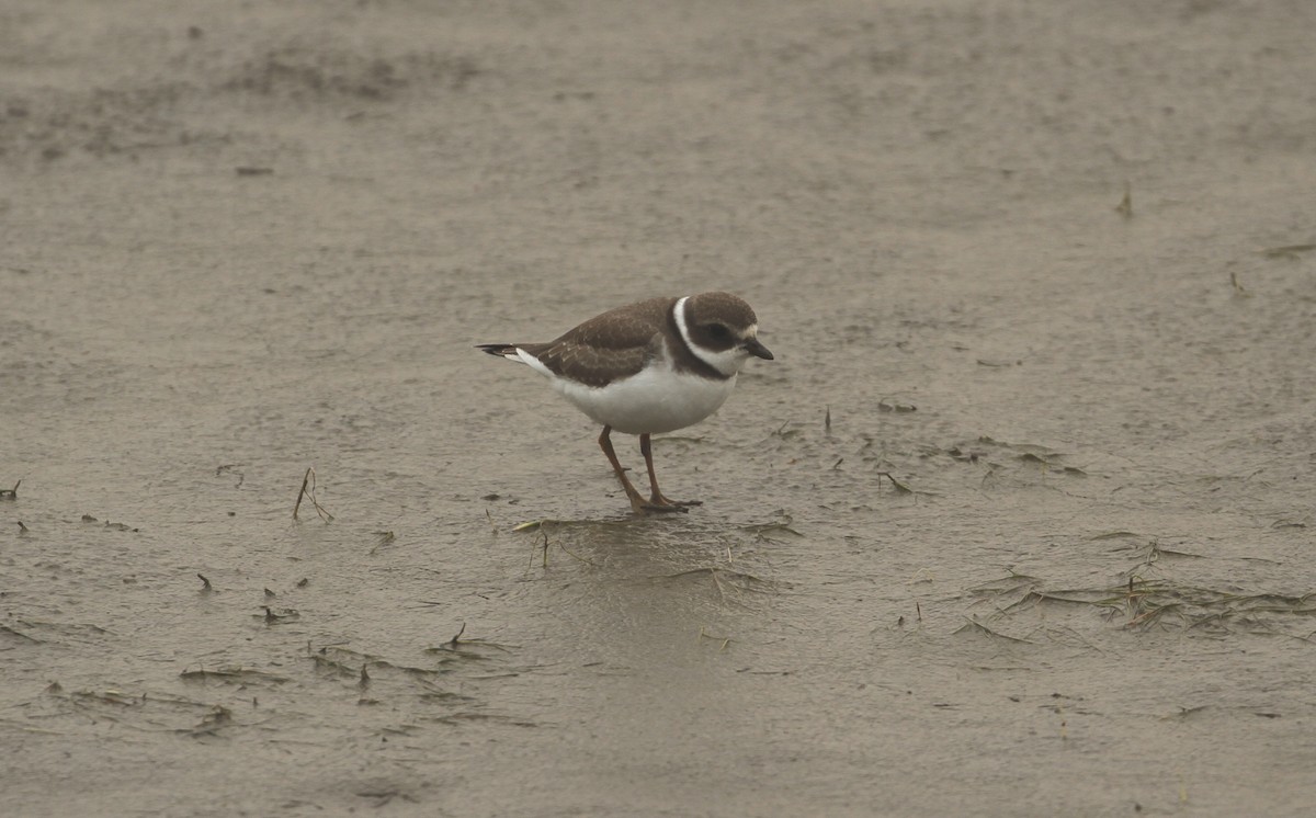 Semipalmated Plover - ML606737251