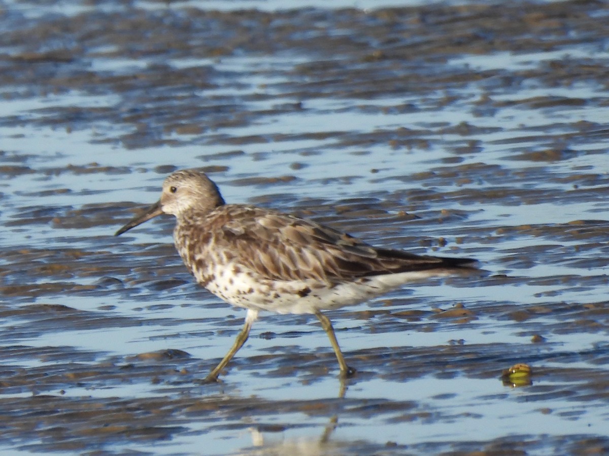 Great Knot - ML606738041
