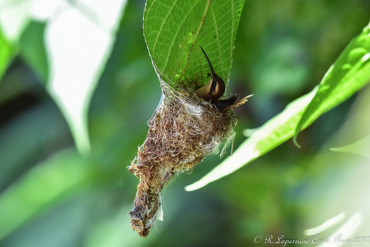 Пестрогорлый колибри-отшельник - ML60673901