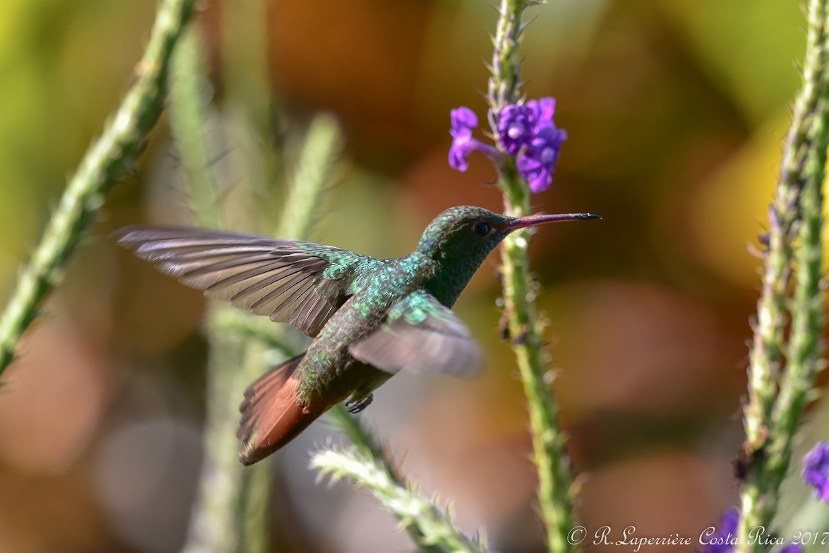 Rufous-tailed Hummingbird - René Laperrière