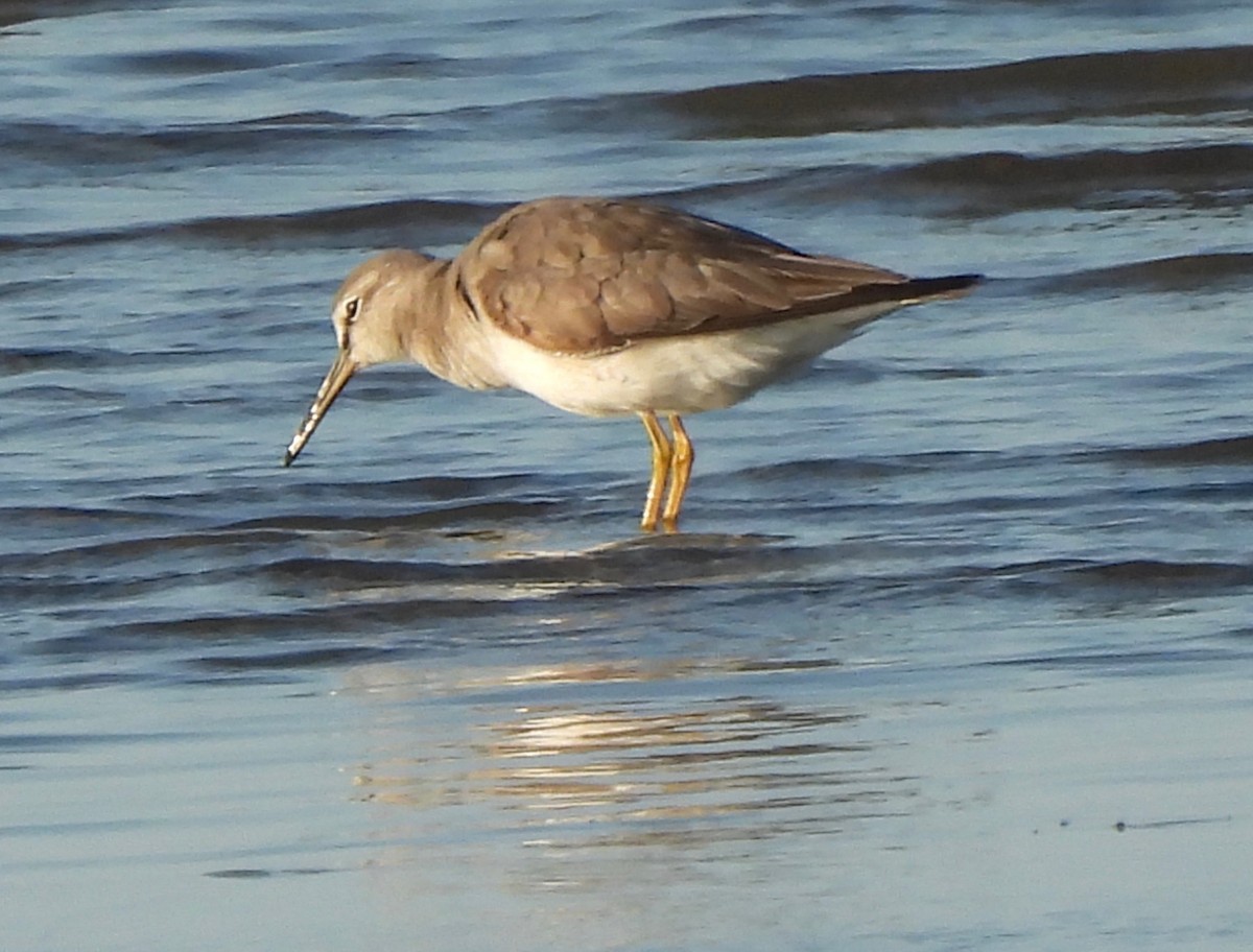 Gray-tailed Tattler - ML606739251