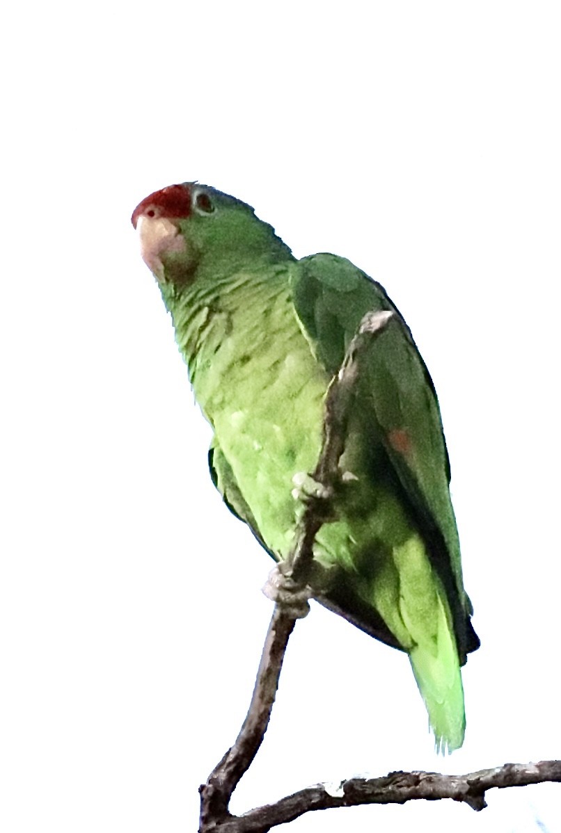 Red-crowned Parrot - ML606743751