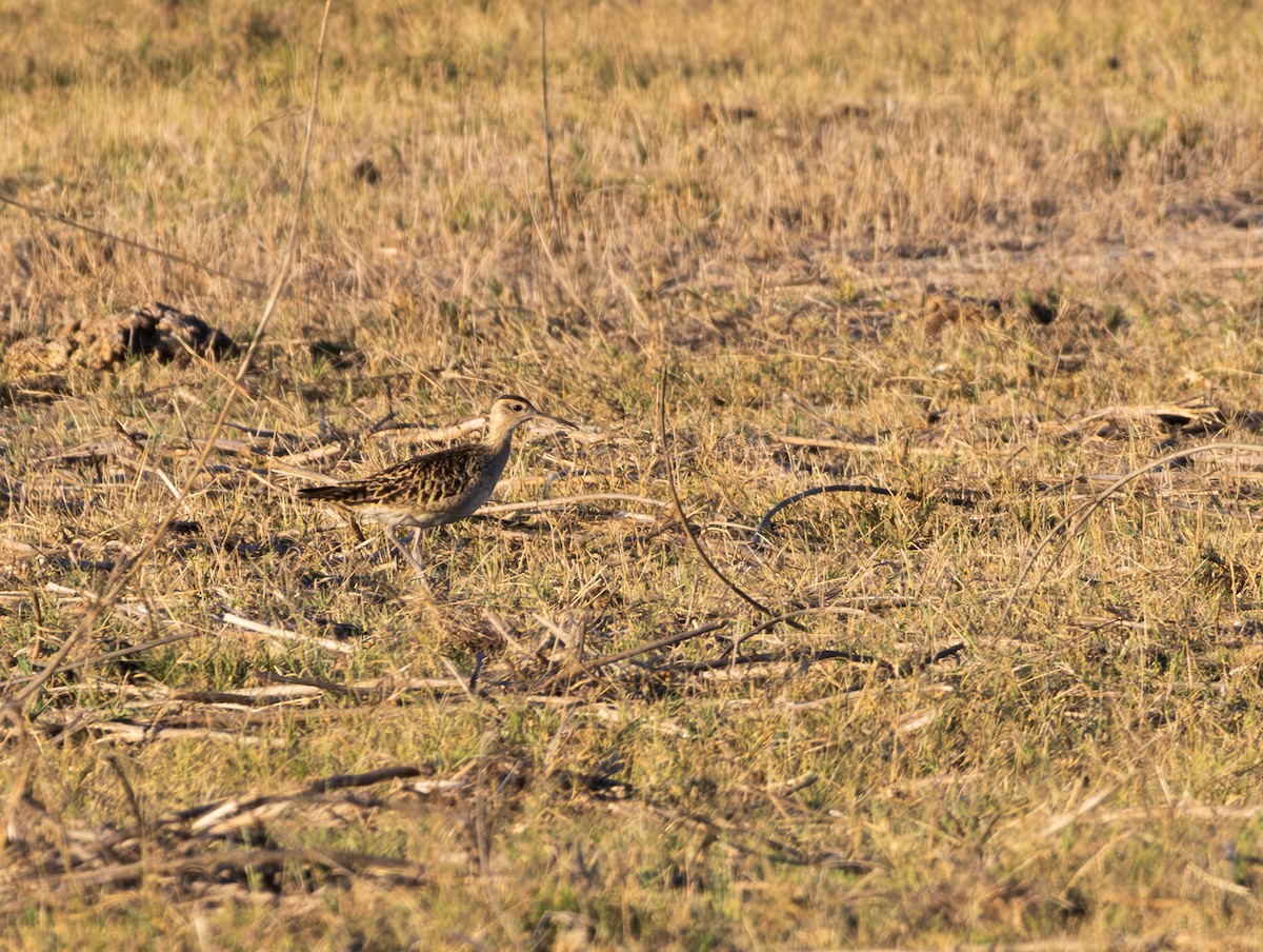 Little Curlew - ML606744711