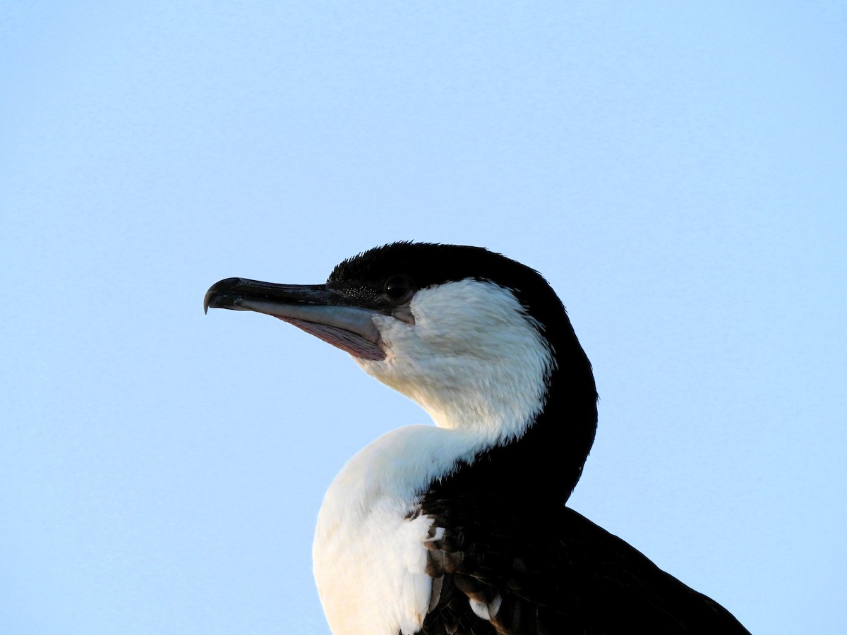 Black-faced Cormorant - ML606749691
