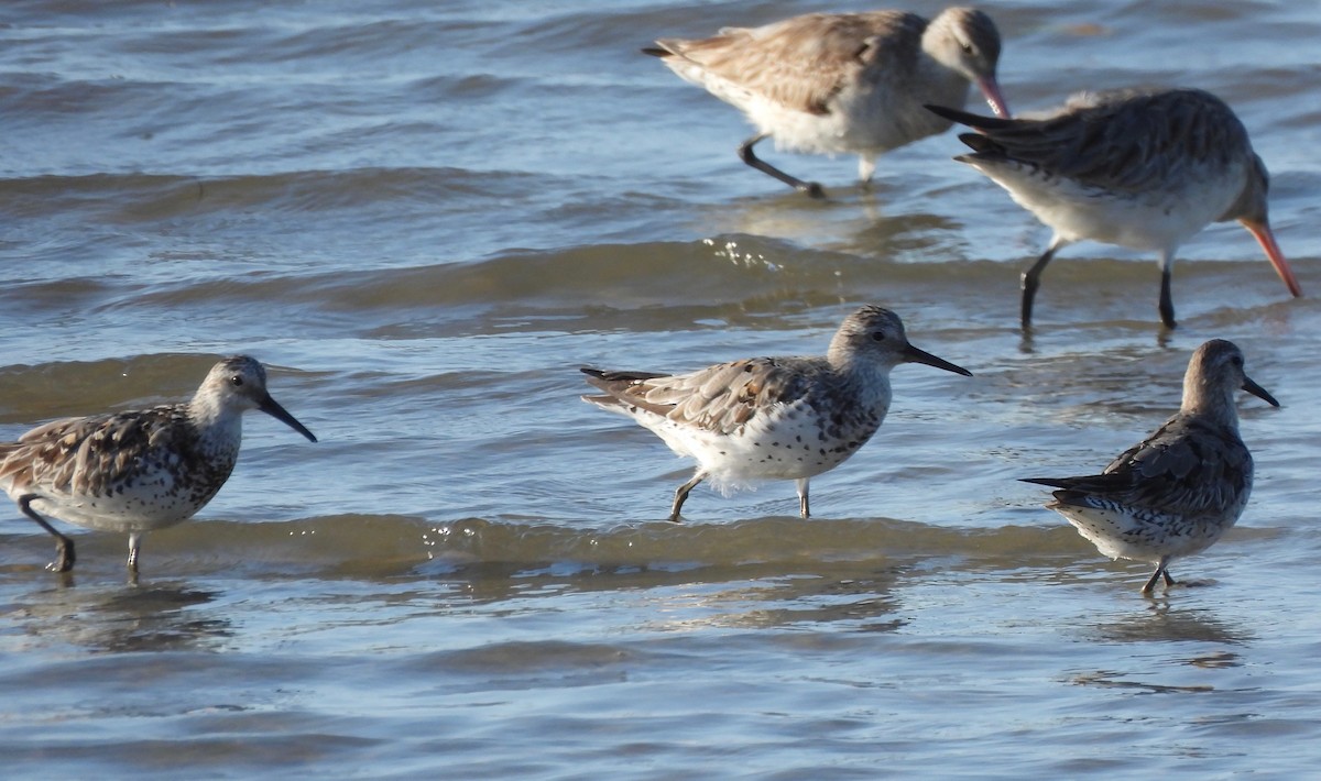 Great Knot - ML606751901