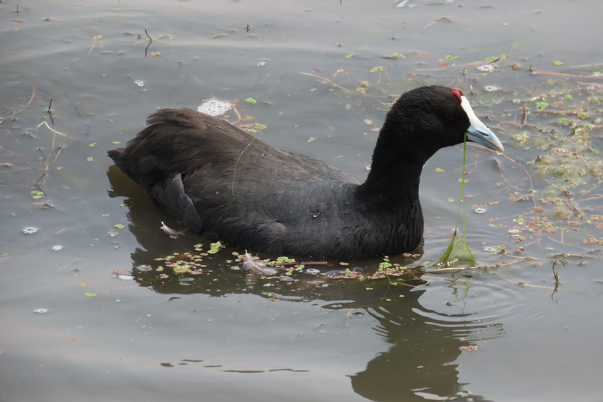 Red-knobbed Coot - Shane Dollman