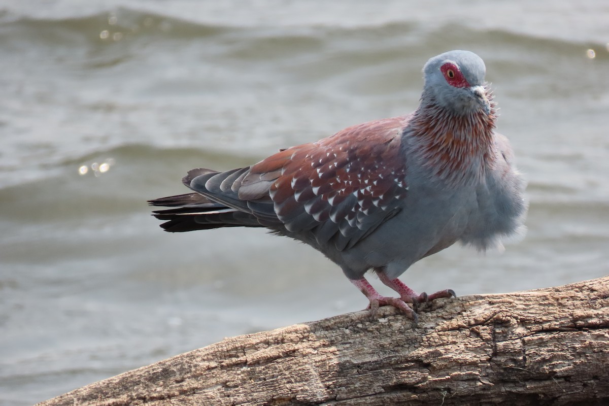 Speckled Pigeon - ML606754401