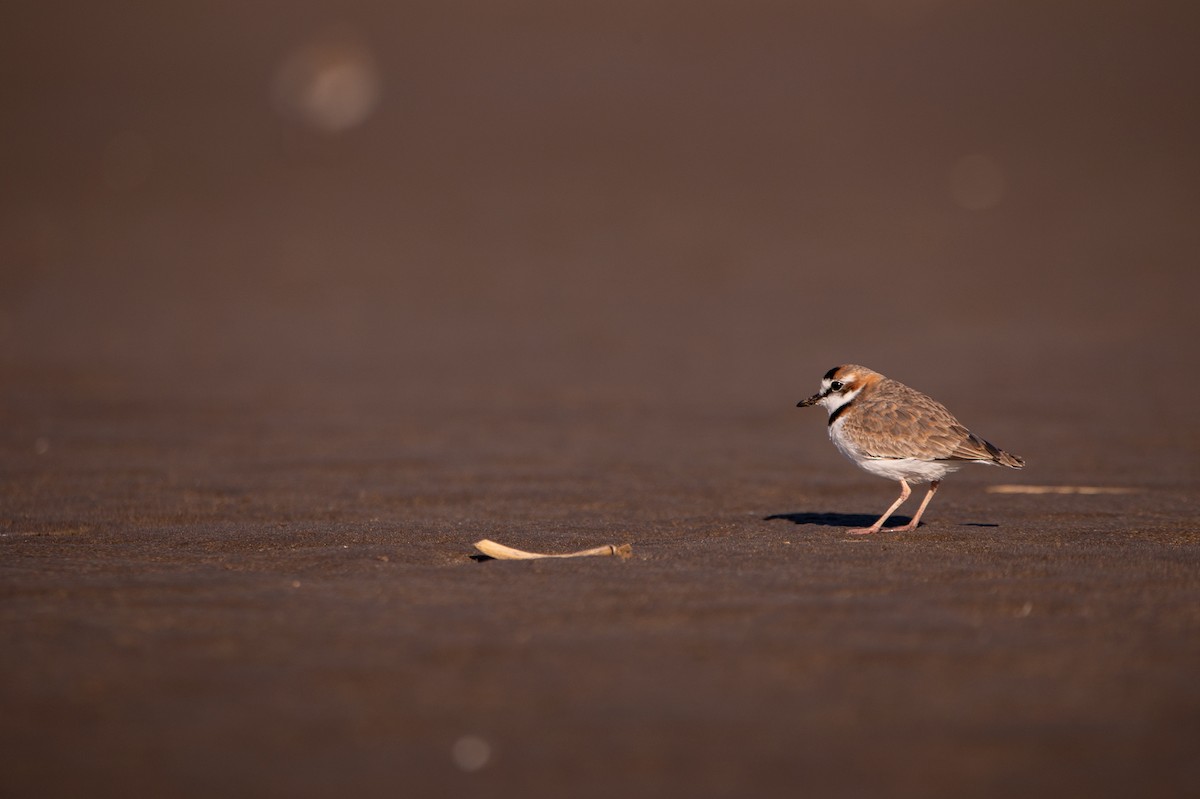 Collared Plover - ML606755901