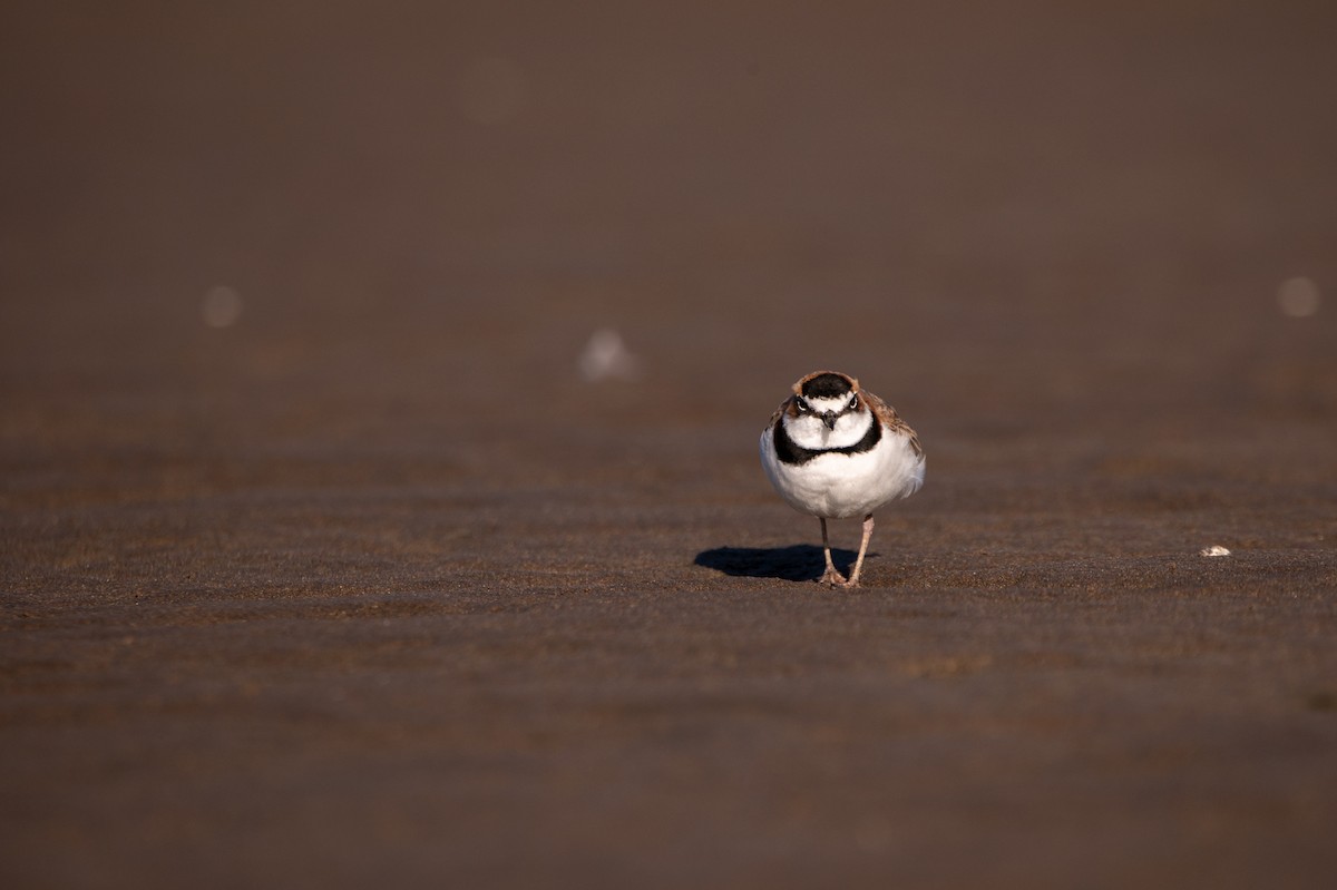 Collared Plover - ML606755911
