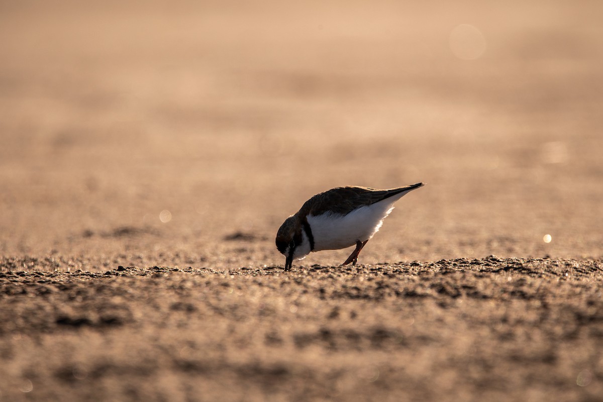Collared Plover - ML606755921