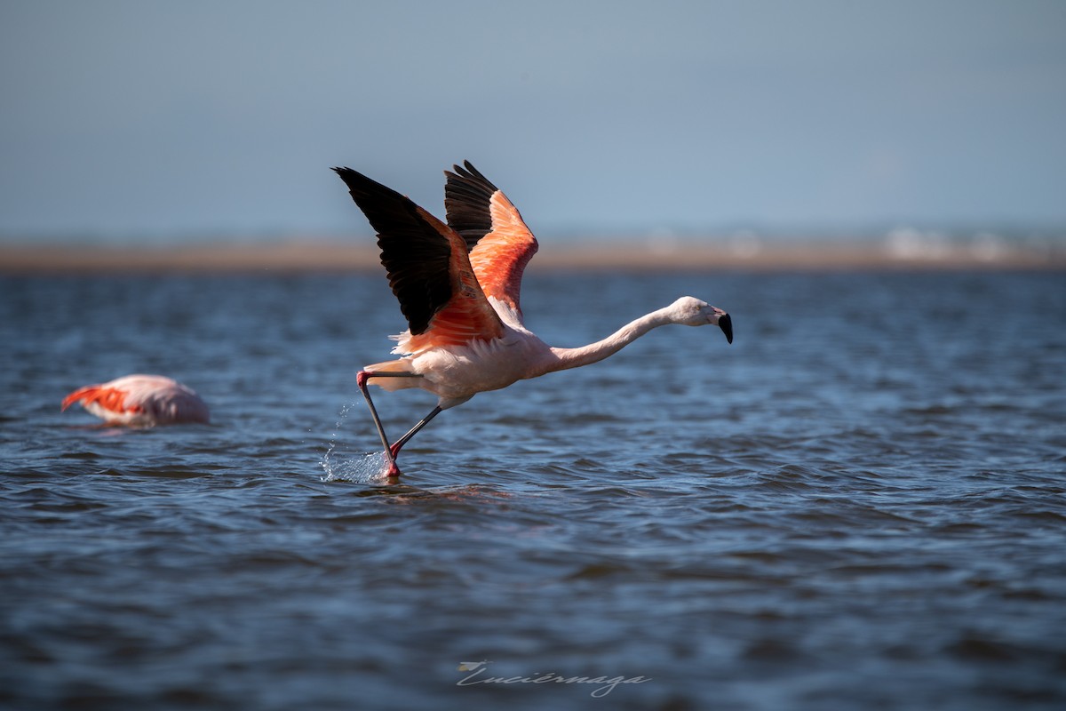 Chilean Flamingo - ML606756011