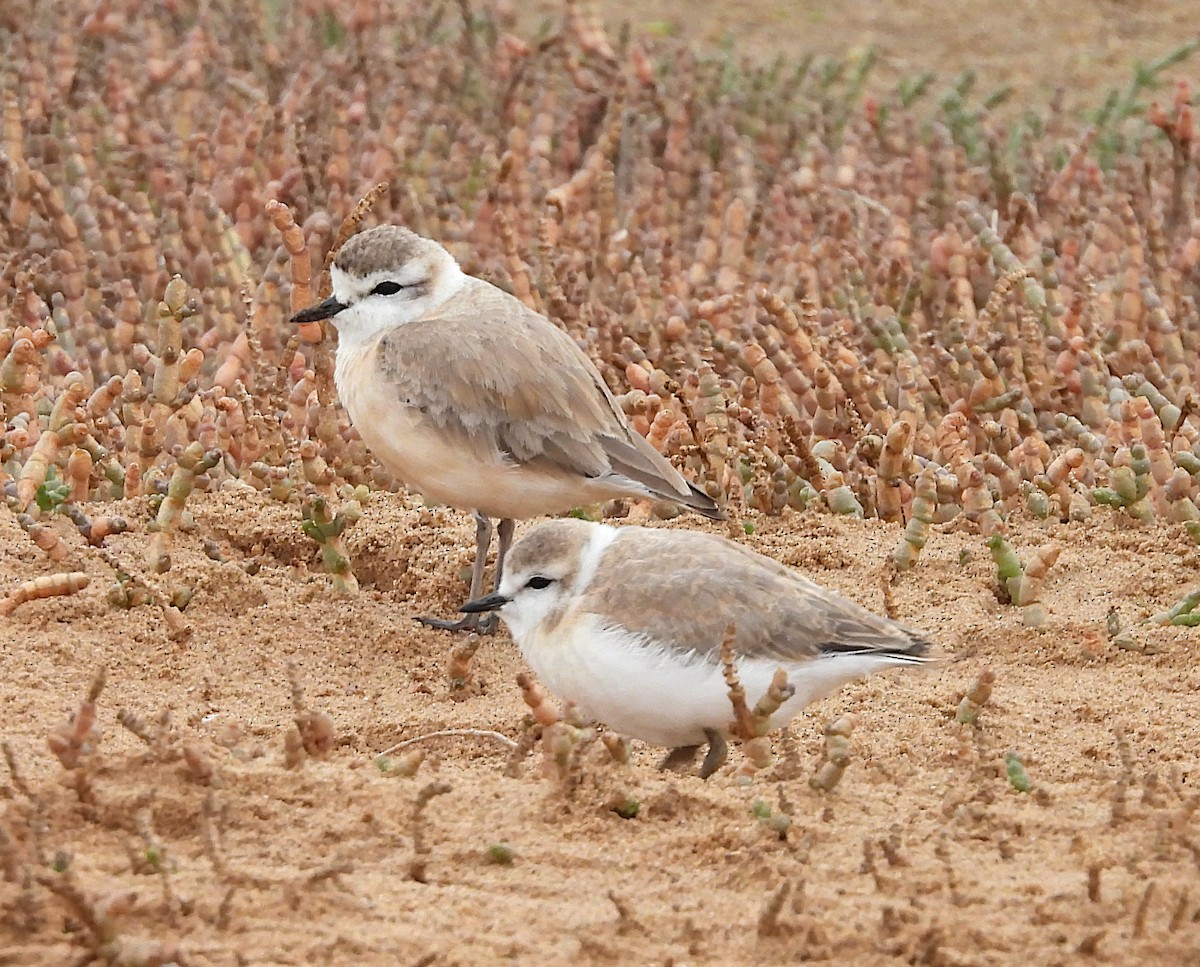 White-fronted Plover - Niel Bruce