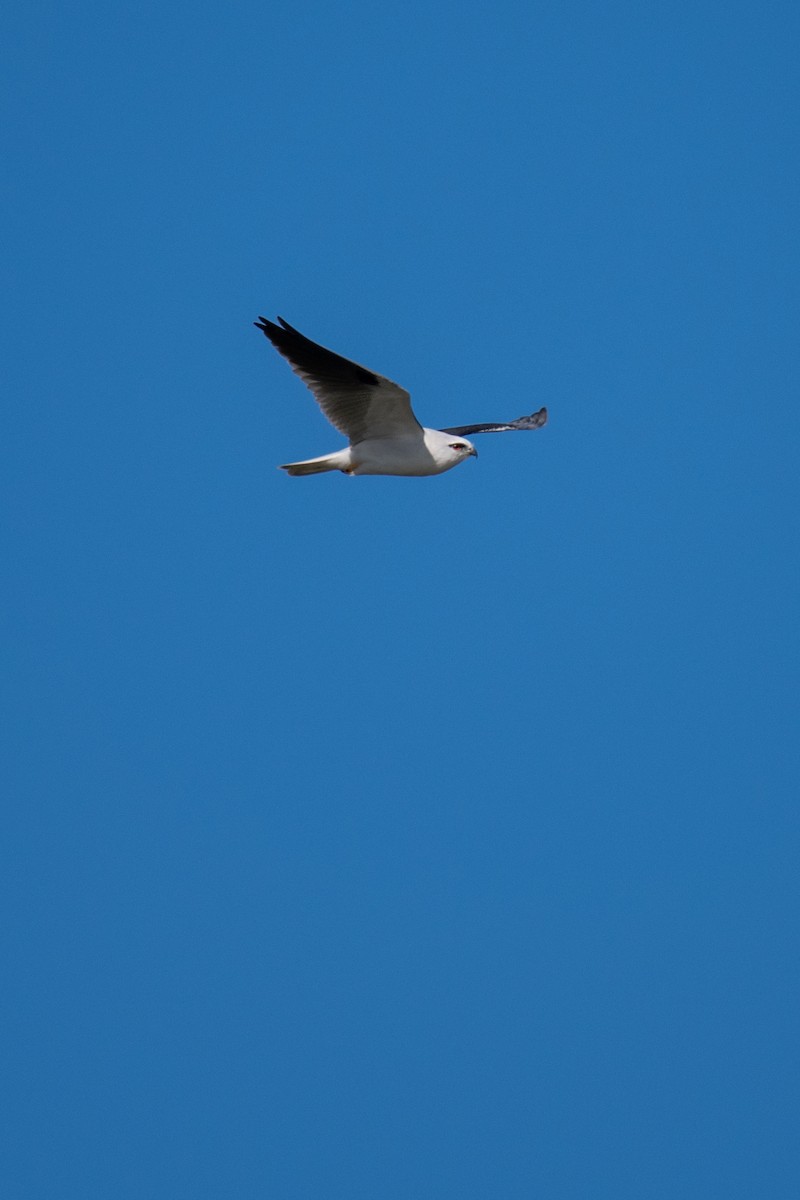 Black-shouldered Kite - ML606759931