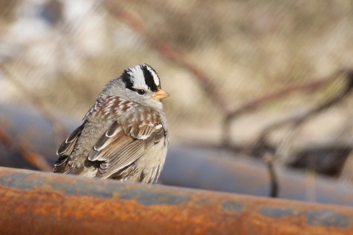 White-crowned Sparrow (Gambel's) - Alvan Buckley