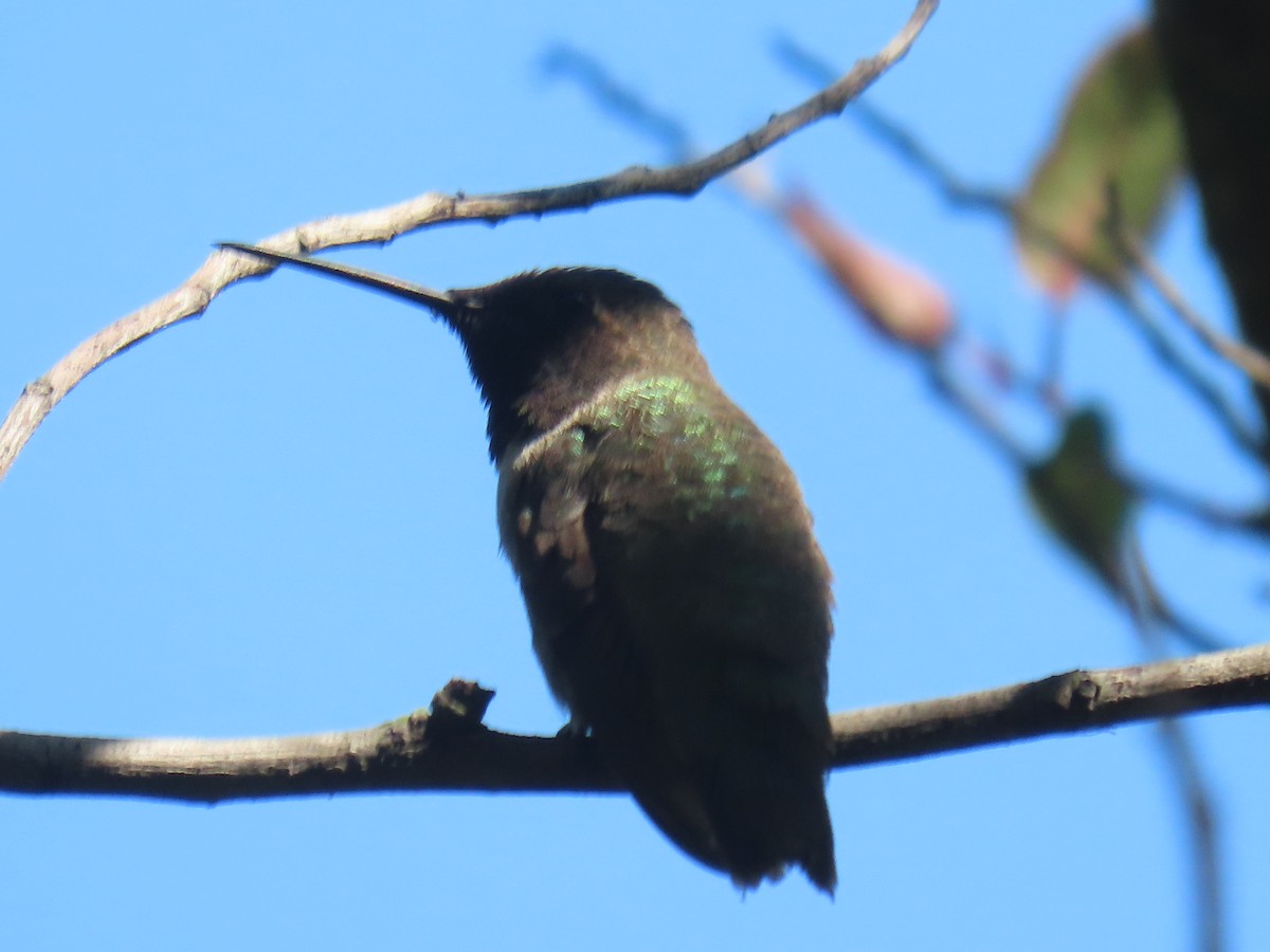 Black-chinned Hummingbird - ML606760911