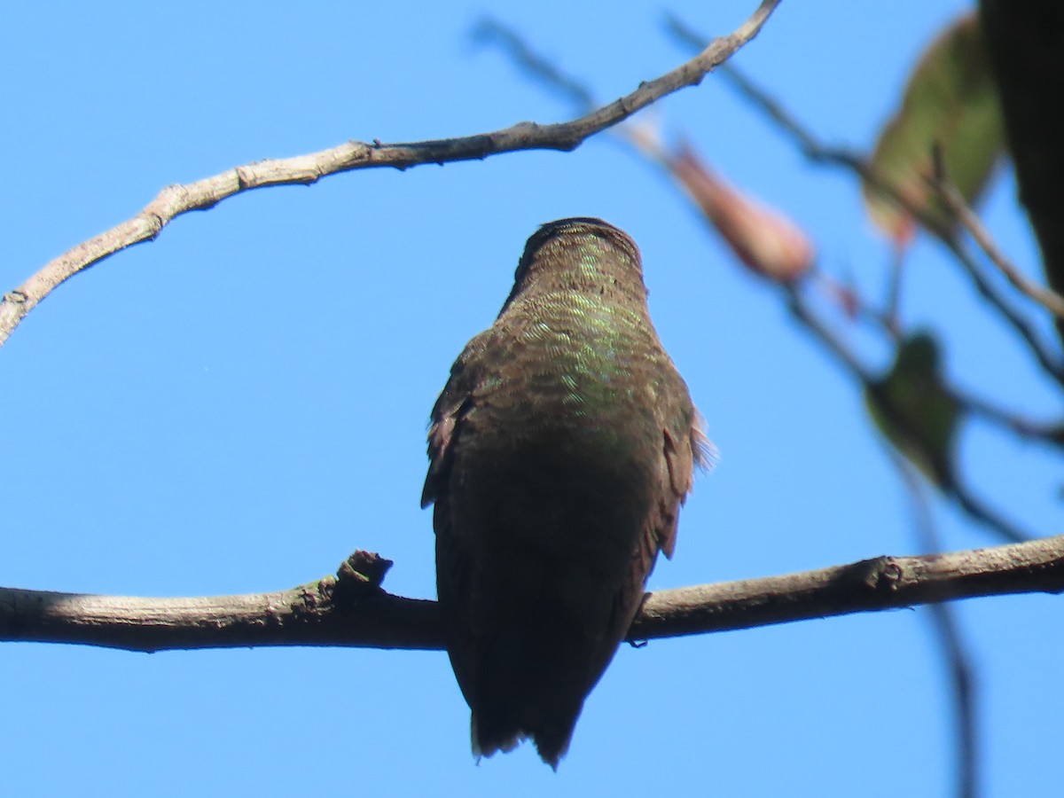 Black-chinned Hummingbird - ML606760921