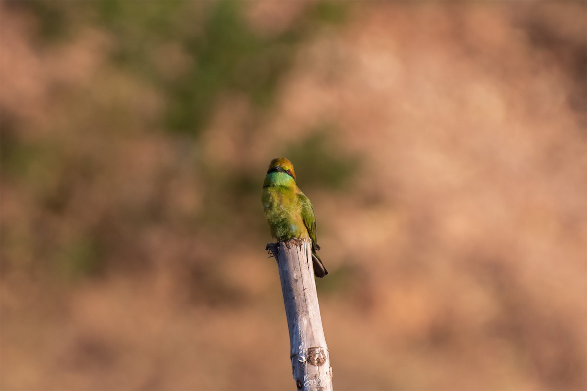 Asian Green Bee-eater - ML606764021