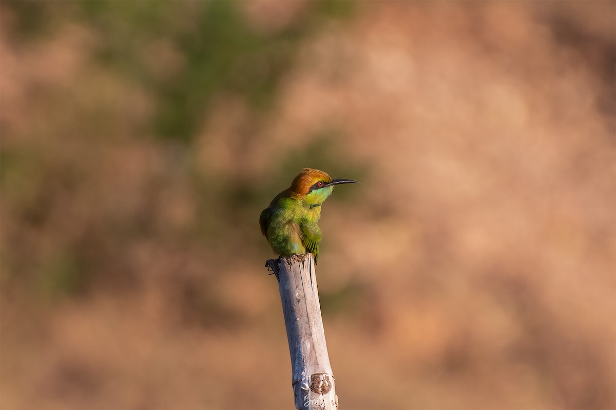 Asian Green Bee-eater - ML606764031