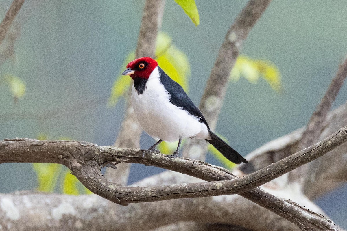 Red-capped Cardinal - ML606767651