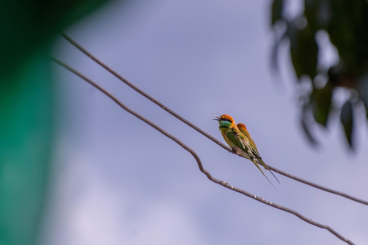 Asian Green Bee-eater - ML606768761