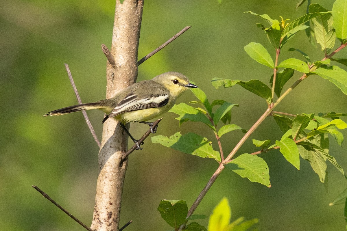 Lesser Wagtail-Tyrant - ML606769251